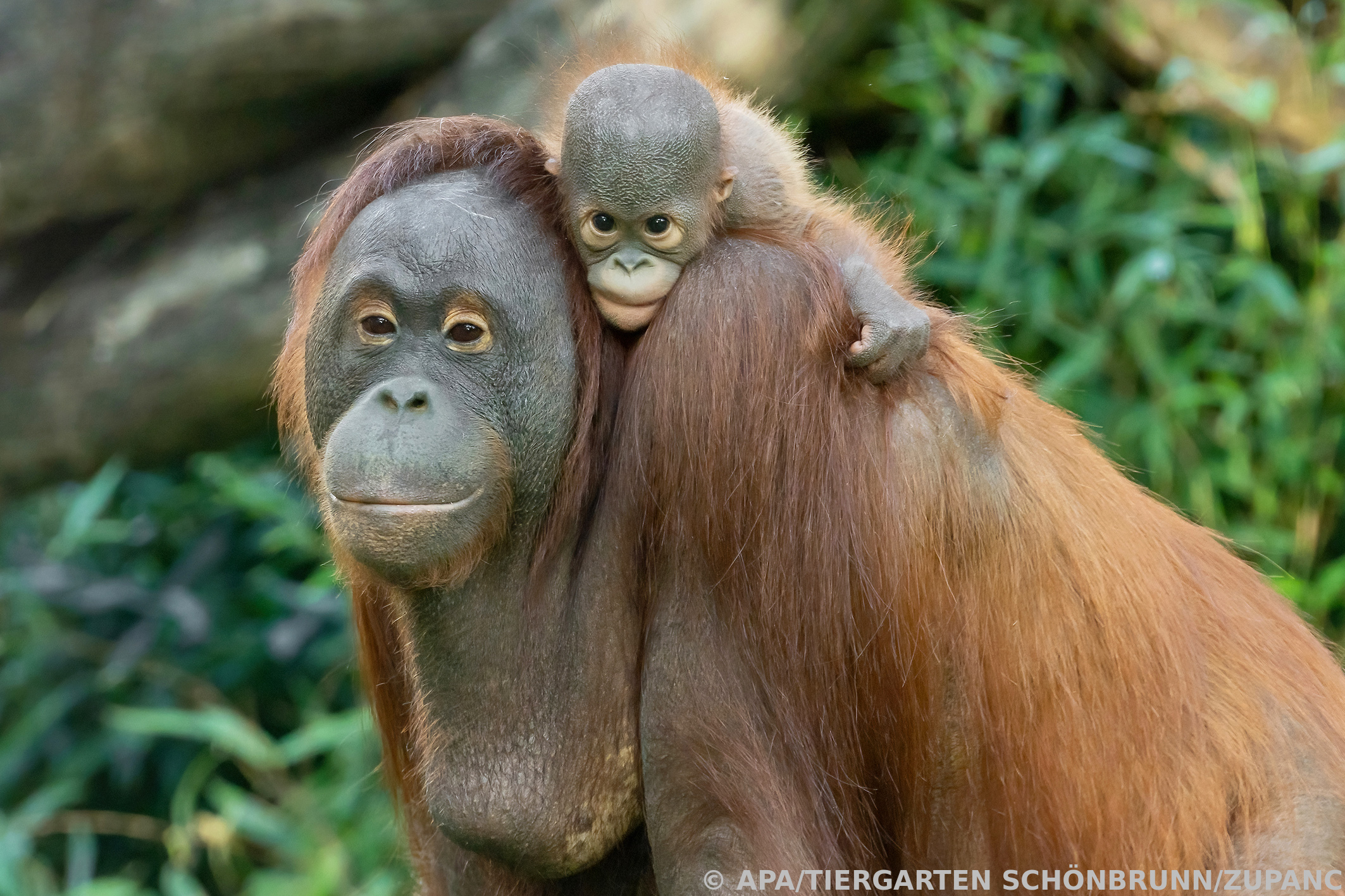 Advokasi akses terhadap orangutan yang terancam punah di Indonesia