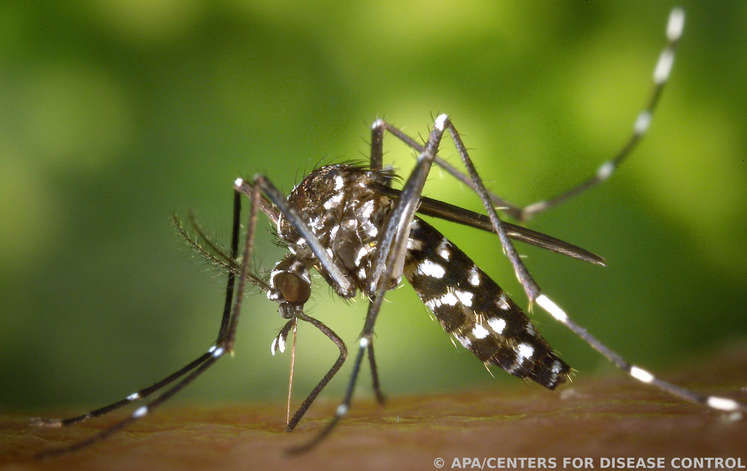 German experts recommend vaccination against dengue after the first illness